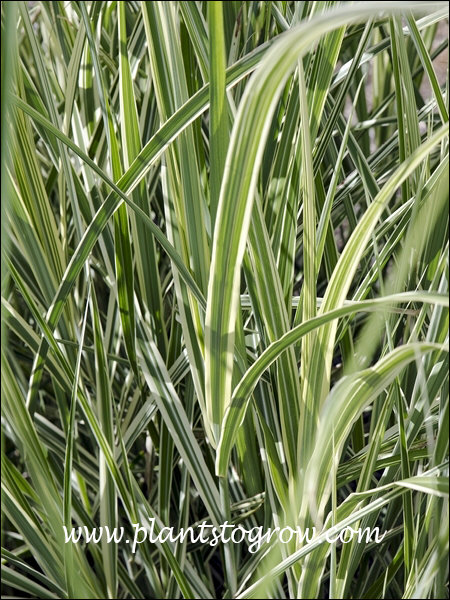 Lots of bright white variegation.